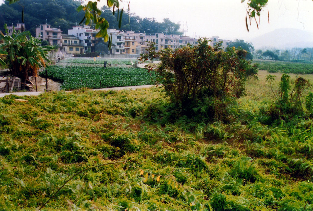 相片 3: 下禾坑村農地