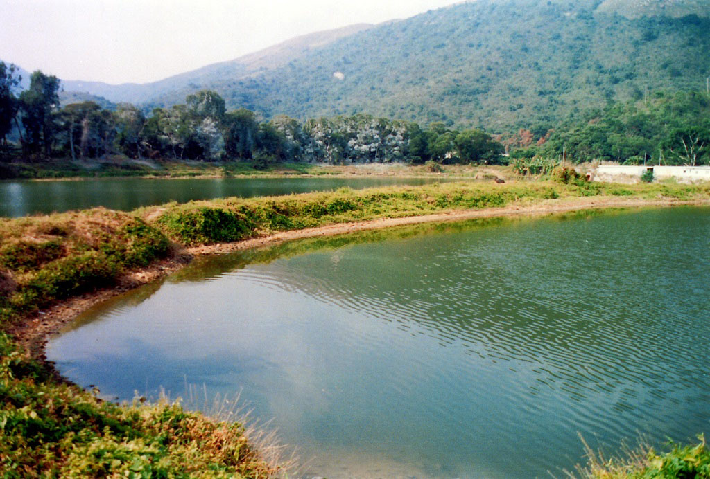 相片 3: 南涌村魚塘