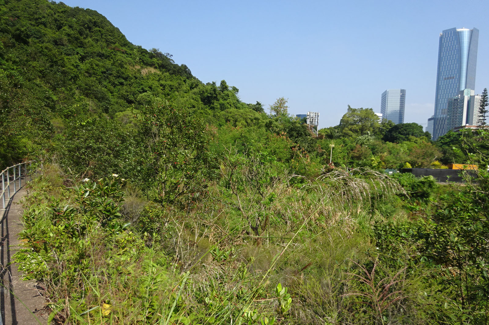 相片 4: 柏架山道政府土地