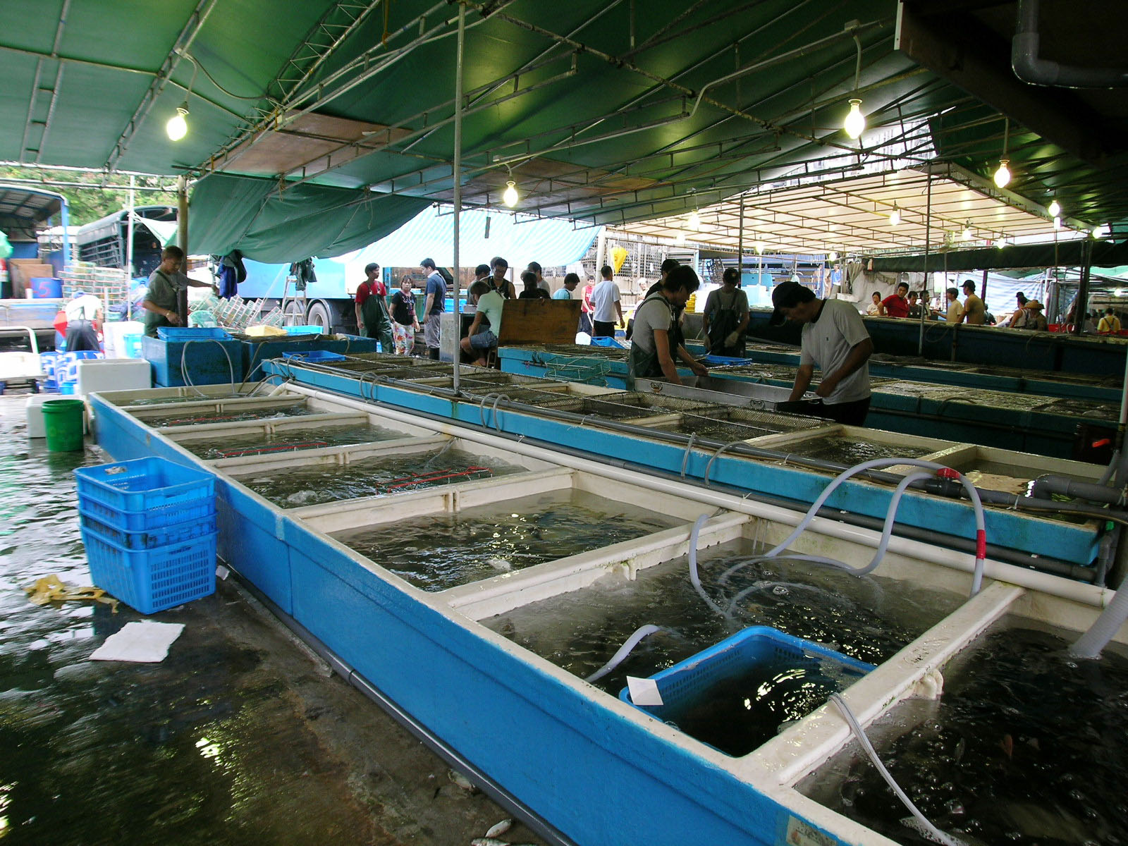 相片 11: 香港仔魚類批發市場